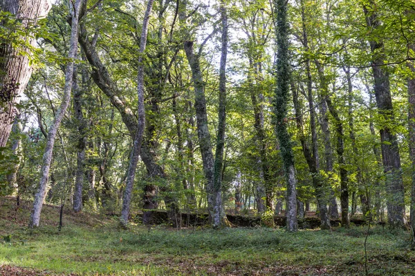Kastanienwald Von Catasos Lalin Galicien Spanien — Stockfoto