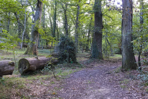 Galiçya Daki Catasos Kestane Ormanı Spanya — Stok fotoğraf