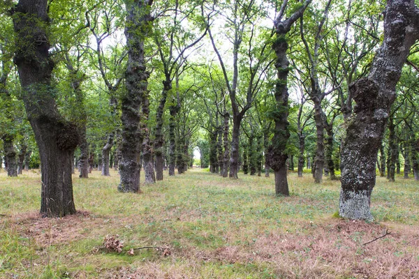 Barcia, Galiçya 'da meşe ormanı (İspanya)