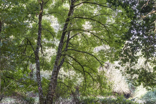 ガリシア州ラリンのカタソスの栗の森 スペイン — ストック写真