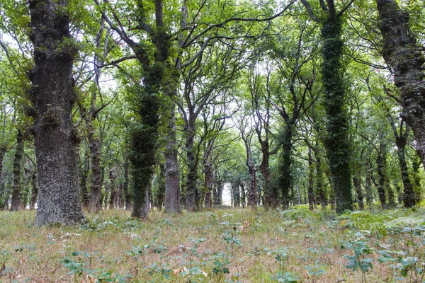 Barcia Bosque Robles Cultivado Galicia España — Foto de Stock