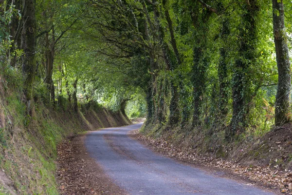 Droga Regionalna Między Drzewami Galicji Hiszpania — Zdjęcie stockowe