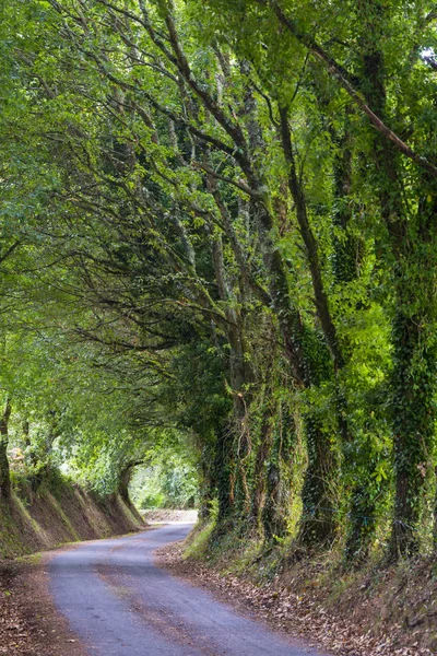 Droga Regionalna Między Drzewami Galicji Hiszpania — Zdjęcie stockowe