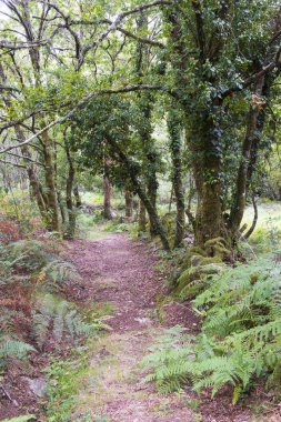 Galiçya 'da (İspanya) yoğun bitki örtüsünün bulunduğu bir bölgede kırsal yol)