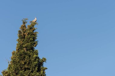 Bir güvercin selvi ağacından manzaraya bakar..
