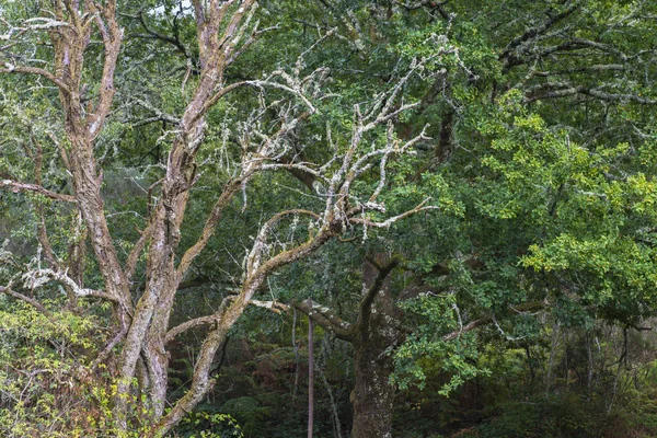 Trockener Stamm Eines Baumes Einem Eichenwald Galicien Spanien — Stockfoto
