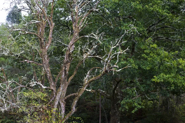 Ξηρός Κορμός Δέντρου Δάσος Βελανιδιάς Στη Γαλικία Ισπανία — Φωτογραφία Αρχείου