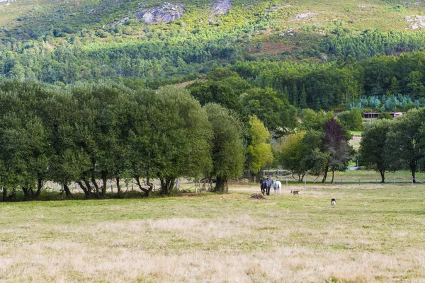 西班牙塞德多 2017年9月17日 一名男子带着两只马和两只狗走过一个农村地区 — 图库照片