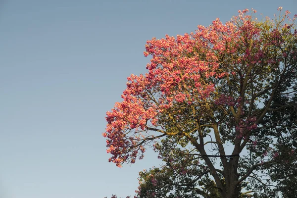 Detalhe das flores de uma Ceiba speciosa, popularmente chamada drun stick — Fotografia de Stock