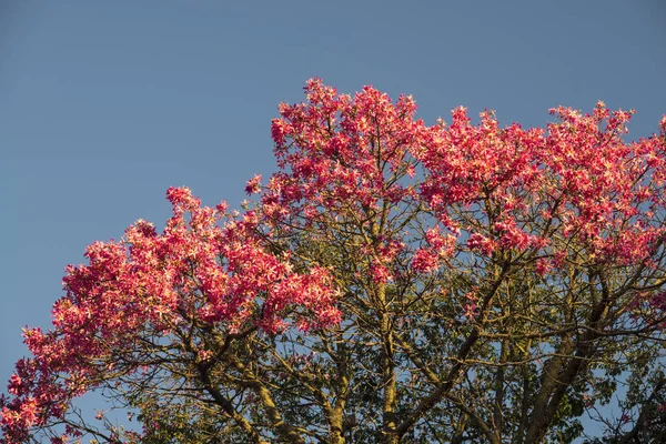 Detail of the flowers of a Ceiba speciosa, popularly called drun stick — Stockfoto