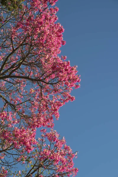 Detail of the flowers of a Ceiba speciosa, popularly called drun stick — Zdjęcie stockowe