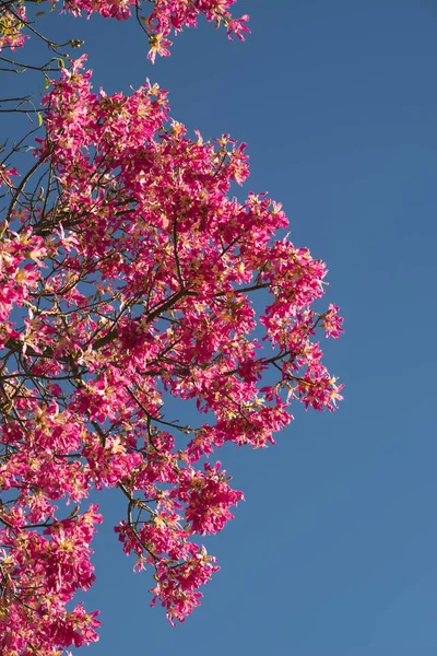 Detalhe das flores de uma Ceiba speciosa, popularmente chamada drun stick — Fotografia de Stock