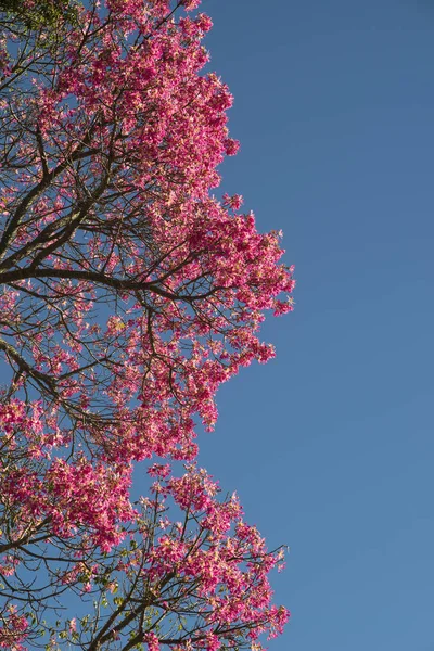 Detail of the flowers of a Ceiba speciosa, popularly called drun stick — ストック写真