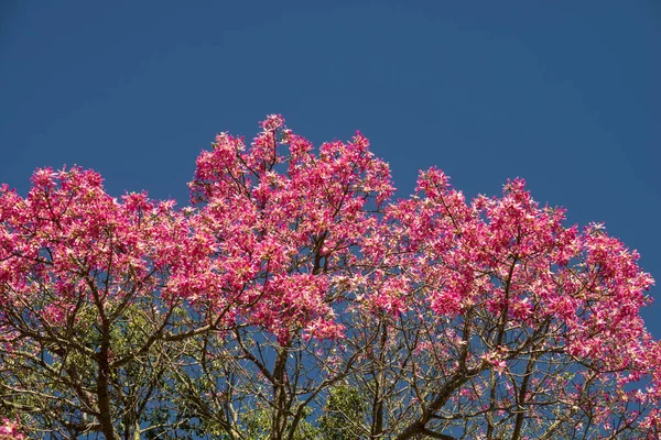 Detail of the flowers of a Ceiba speciosa, popularly called drun stick — Zdjęcie stockowe