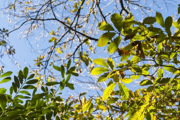 Foglie Vari Tipi Albero Deciduo Retroilluminato Con Cielo Sullo Sfondo — Foto Stock