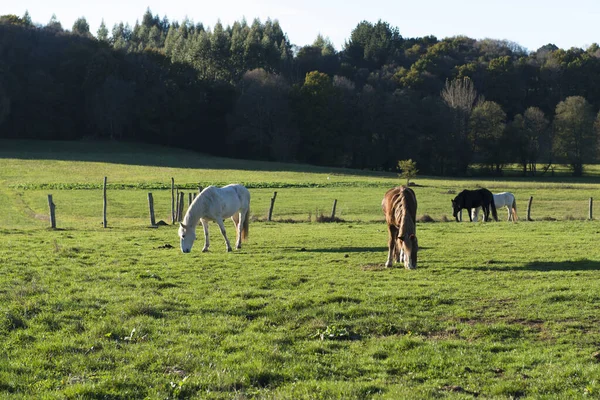 Cavalos pastando em uma área rural da província de Lugo, Galiza — Fotografia de Stock