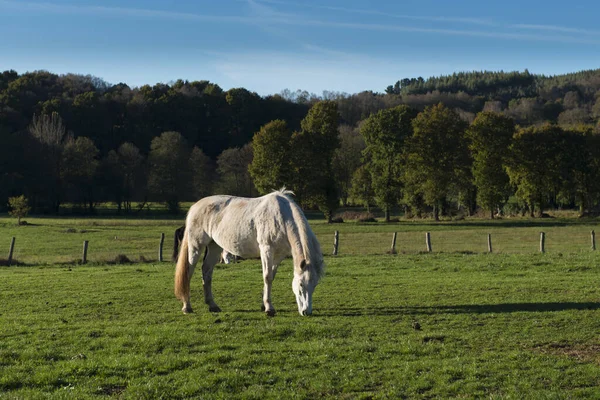 Cavalos pastando em uma área rural da província de Lugo, Galiza — Fotografia de Stock