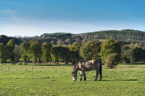 Caballos pastando en una zona rural de la provincia de Lugo, Galicia —  Fotos de Stock