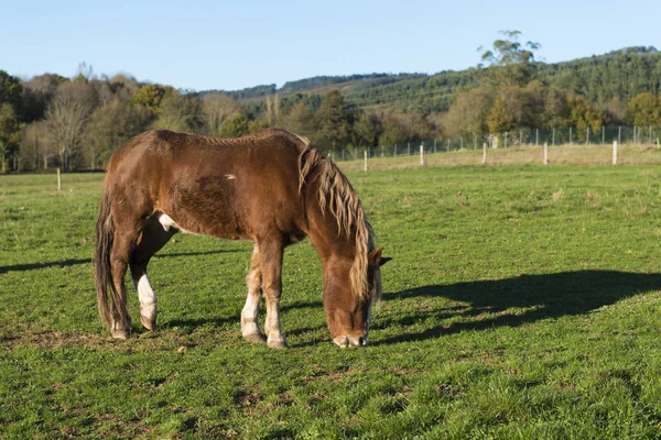 Caballos pastando en una zona rural de la provincia de Lugo, Galicia — Foto de Stock