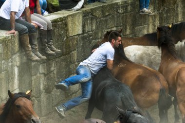 Pontevedra, İspanya - 2 Ağustos 2015: Halk Festivali havuza alınan Vahşi atlar, foals nerede ayrılır ve nerede onların manes kesmek ve onları binmeyi deneyin. Viascon Köyü.