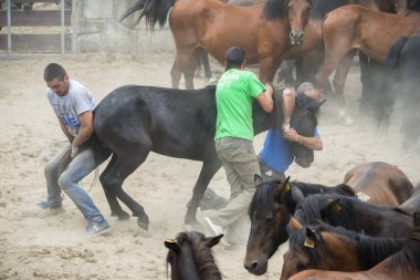 Pontevedra, İspanya - 2 Ağustos 2015: Ayrıntı, at Fuarı, nerede uysal atlar ve kesme Vahşi atlar yele, Viascon Köyü düzenlenen yapıldı..