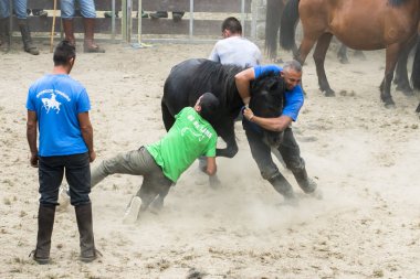 Pontevedra, İspanya - 2 Ağustos 2015: Ayrıntı, at Fuarı, nerede uysal atlar ve kesme Vahşi atlar yele, Viascon Köyü düzenlenen yapıldı..