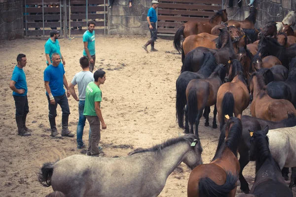 庞特维德拉 西班牙 2015 每年的民间节日 哪里汇集的野马 马驹分隔以及在他们削减他们的鬃毛并尝试骑他们 在比亚斯孔村 — 图库照片