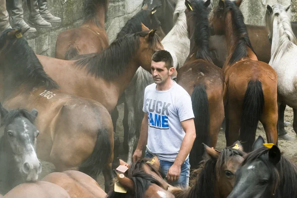 ポンテベドラ スペイン 2015 区切られているプールされた野生の馬 子馬がある民俗祭と 彼らは 金色の鬣をカット それらに乗るしようと Viascon の村で — ストック写真