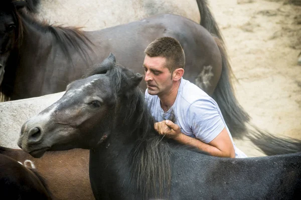 Pontevedra Espanha Agosto 2015 Festa Folclórica Anual Onde Juntam Cavalos — Fotografia de Stock