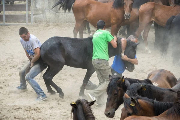 Pontevedra Spain August 2015 Detail Horse Fair Tame Horses Cut — Stock Photo, Image