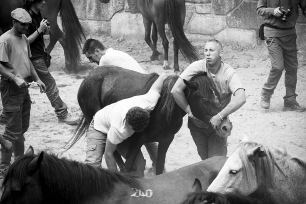 Pontevedra Spagna Agosto 2015 Particolare Della Fiera Del Cavallo Dove — Foto Stock