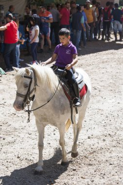 Pontevedra, İspanya - 21 Ağustos 2016: Escusa köyünde, dağdan getirilen vahşi atlar. Eyaletin dört bir yanından gelen atlılar ve çiftçiler.