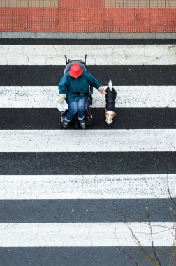 Pontevedra, SPAIN - MARCH 2, 2014: A woman in a wheelchair and with a little dog crossing a crosswalk, on a day of heavy rain in the city of Pontevedra. clipart