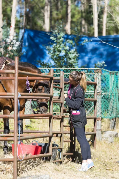 Pontevedra Spain August 2016 Fair Horse Village Escusa Brought Mountain — Stock Photo, Image