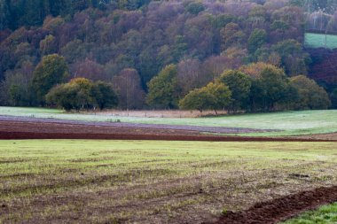 Meira kırsalında sığır otlakları, Lugo ili, Galiçya (İspanya)).