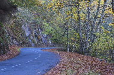 Sonbaharda, Lugo, Galiçya 'da (İspanya), yamaçlarında düşen yapraklarla dağ yolu)