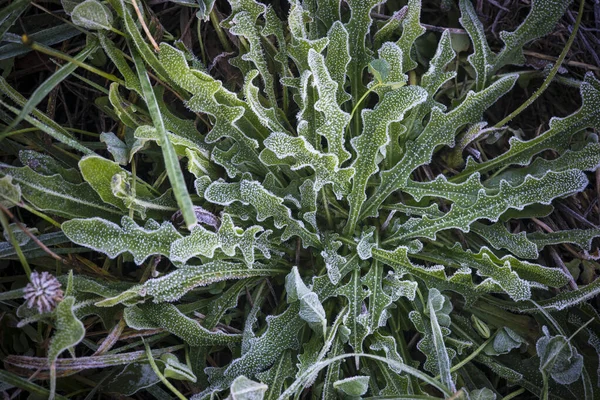 Soil Various Wild Plants Covered Hoarfrost Rural Area Galicia Spain — Stock Photo, Image