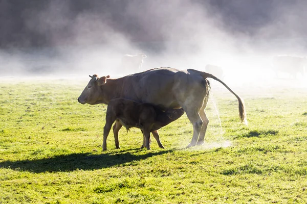 Meira Ισπανια Νοεμβριου 2017 Αγελάδες Βόσκουν Μεγάλη Έκταση Χόρτου Στην — Φωτογραφία Αρχείου