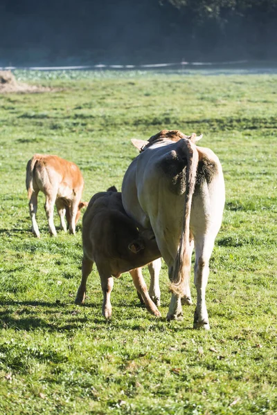 Meira España Noviembre 2017 Vacas Pastando Una Gran Extensión Hierba — Foto de Stock