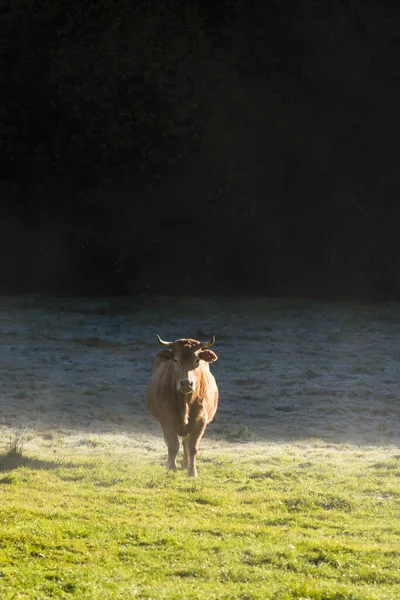 Meira Espanha Novembro 2017 Vacas Pastando Uma Grande Extensão Capim — Fotografia de Stock