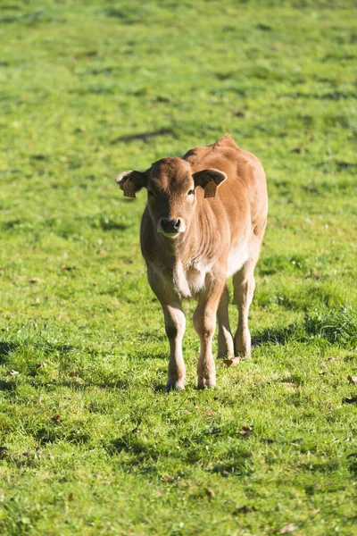 Meira Espagne Novembre 2017 Des Vaches Paissent Sur Une Grande — Photo