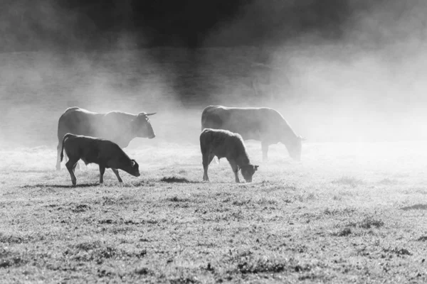 Meira Espanha Novembro 2017 Vacas Pastando Uma Grande Extensão Capim — Fotografia de Stock