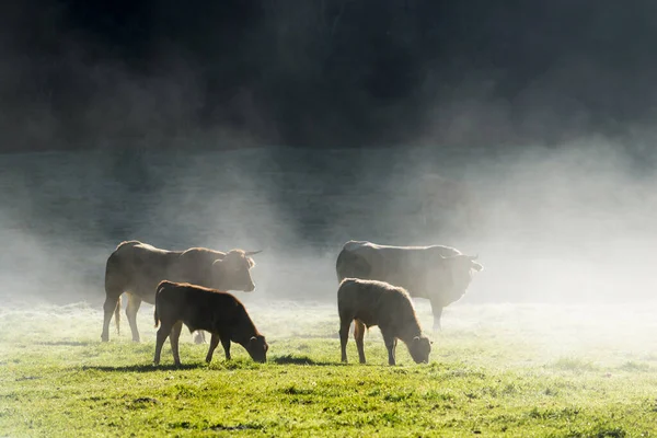 Meira España Noviembre 2017 Vacas Pastando Una Gran Extensión Hierba — Foto de Stock