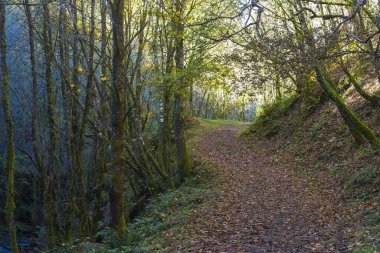 Asturias 'ta Santa Eulalia de Oscos' da (İspanya) meşe ormanları arasındaki kırsal yol)
