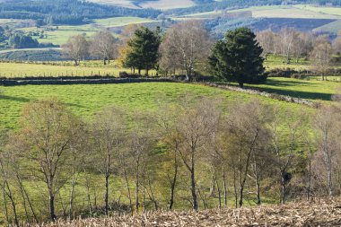 Lugo, Galiçya 'da (İspanya) yaprak döken ağaçların bulunduğu kırsal alan)