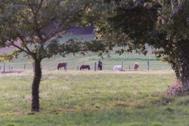 Galiçya 'nın Lugo kentindeki Meira kırsalında otlayan atlar (İspanya))