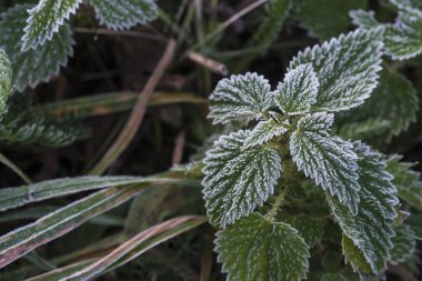 Galiçya 'nın kırsal bir bölgesinde (İspanya) çeşitli yabani bitkilerle kaplanmış toprak)