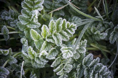 Galiçya 'nın kırsal bir bölgesinde (İspanya) çeşitli yabani bitkilerle kaplanmış toprak)