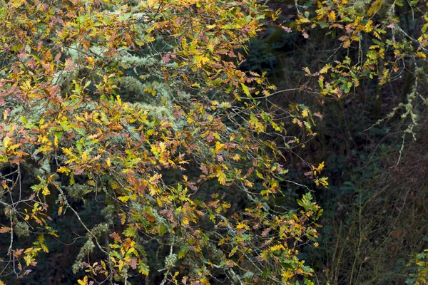 Ramas Roble Otoño Cubiertas Líquenes Asturias España —  Fotos de Stock