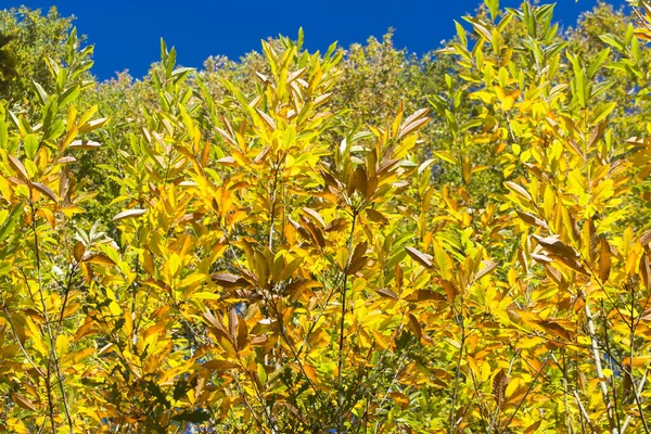 Branches Chestnut Autumn Blue Sky Background Asturias Spain — Stock Photo, Image